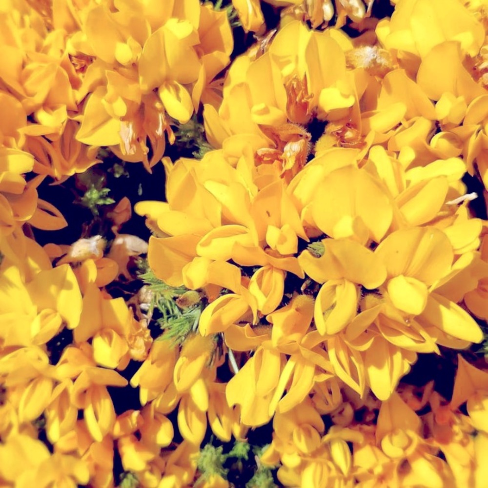 Meet your Posher, Pamela